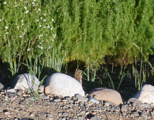 this little sun worshiper pops up.